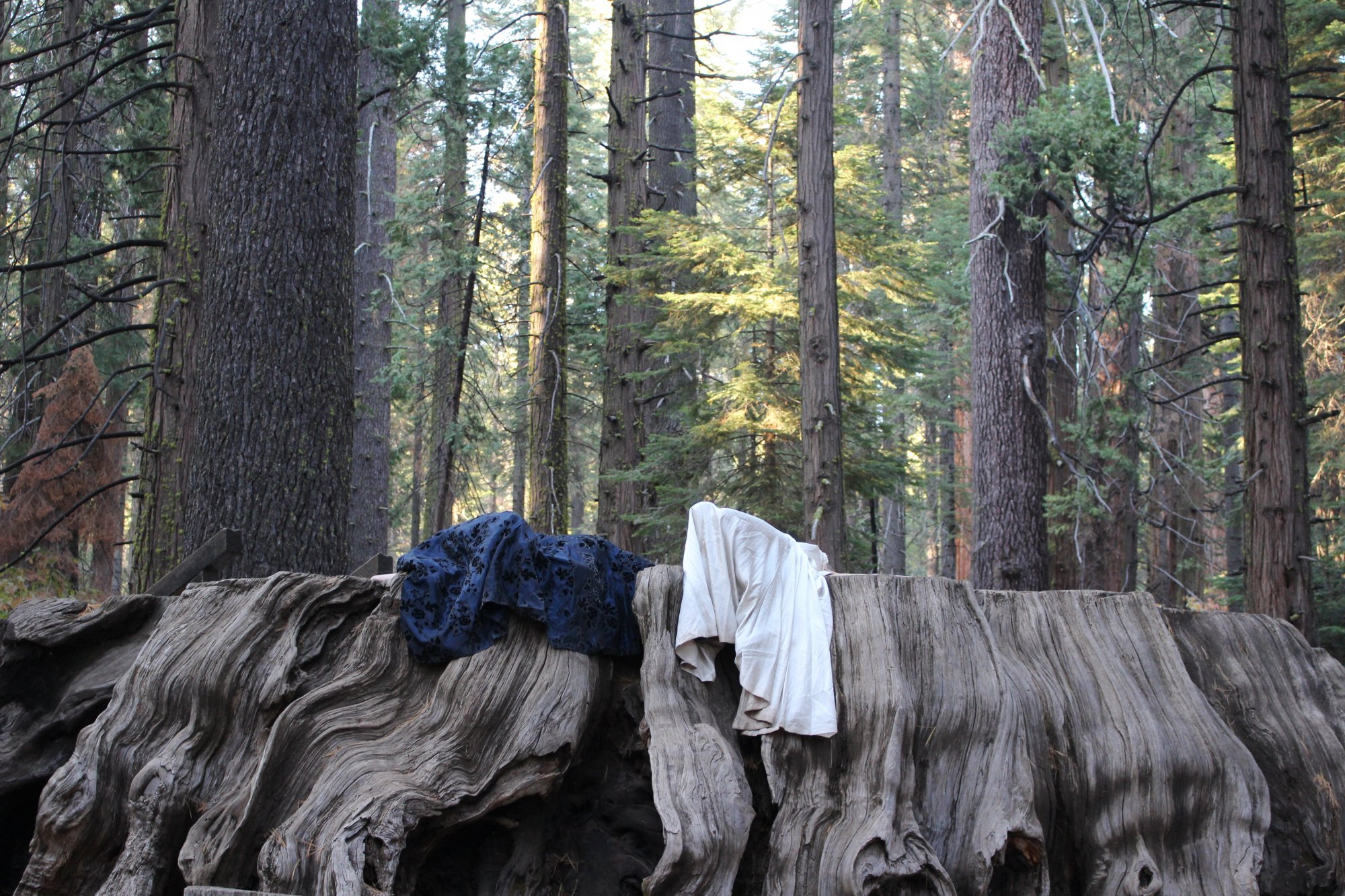 Discarded clothes draped on a masive tree trunk in a forest